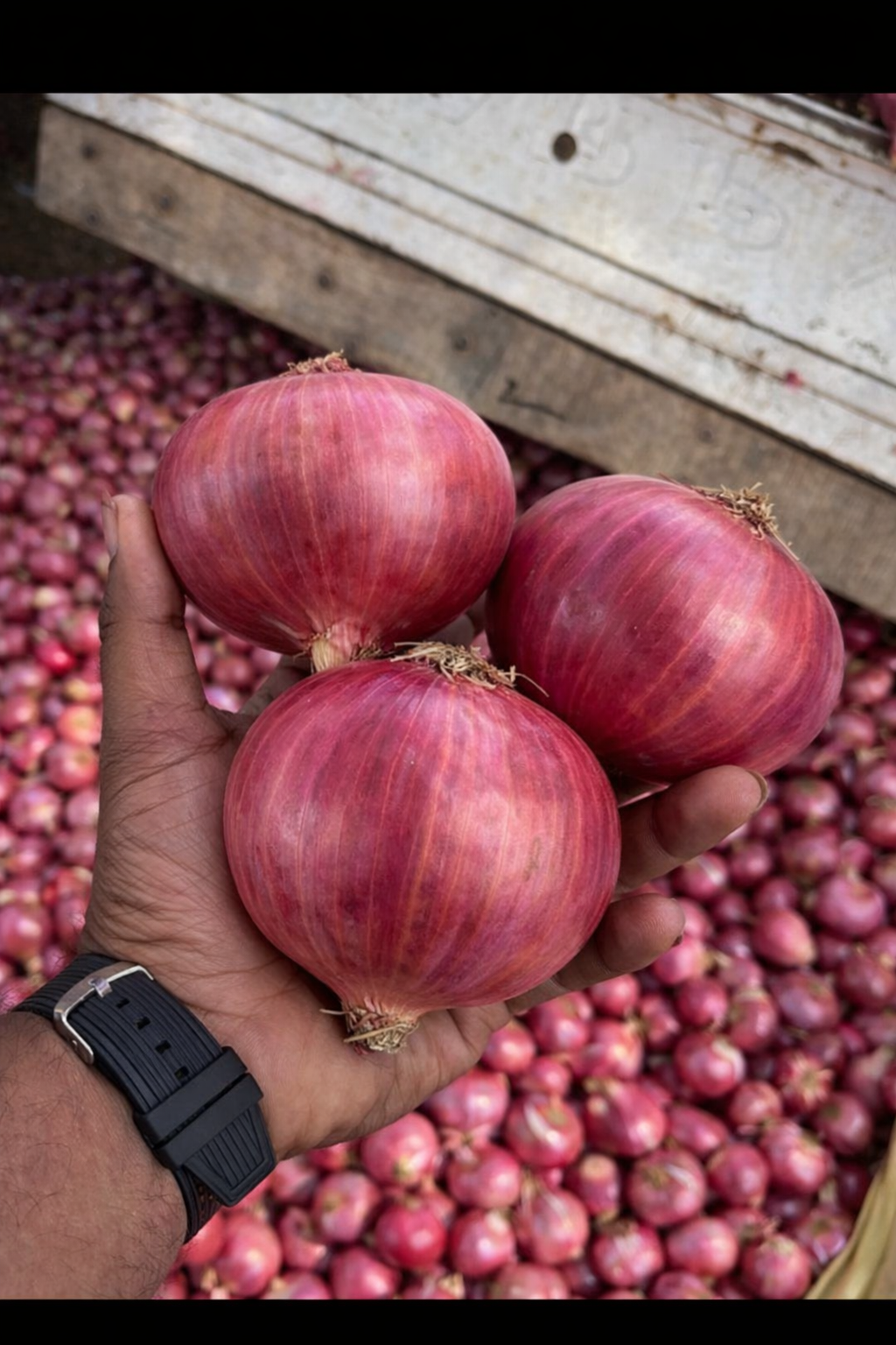 Onion